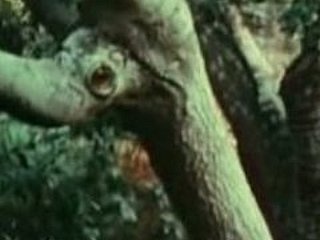 Jeune fille baisée par Bigfoot